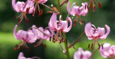Flores de lilium martagon