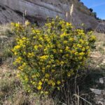Coronilla (Coronilla glauca)