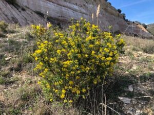 Coronilla (Coronilla glauca)