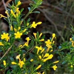 Jazmín silvestre (Jasminum fruticans)