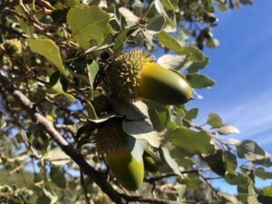 Bellotas de alcornoque (Quercus suber) Fruto del alcornoque.