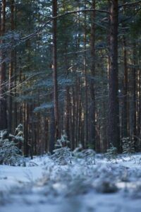 Bosque de pinio silvestre (Pinus silvestris)