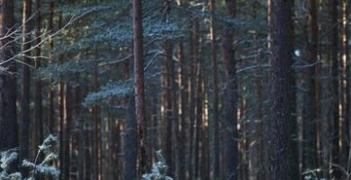 Bosque de pinio silvestre (Pinus silvestris)