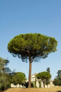 Pino piñonero (Pinus pinea)