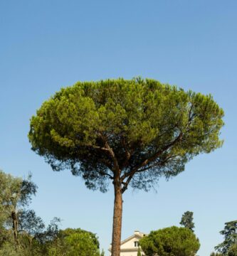 Pino piñonero (Pinus pinea)