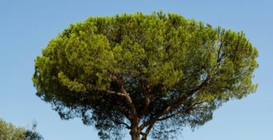 Pino piñonero (Pinus pinea)