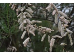 Taray (Tamarix gallica)