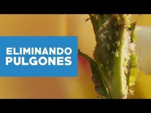 Pulgones