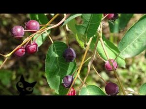 Guillomo (Amelanchier ovalis)