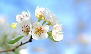 Flores de piruétano o peral silvestre (Pyrus bourgaeana)