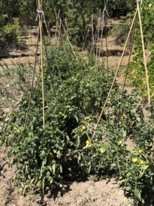 Tomates de mata baja