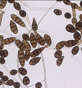 alternaria