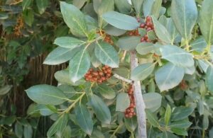 Aladierno (Rhamnus alaternus) con fruto