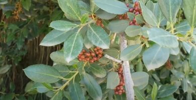 Aladierno (Rhamnus alaternus) con fruto