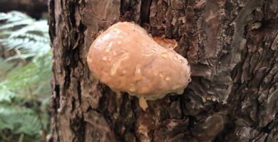 Fomitopsis pinicola en un pino silvestre vivo.