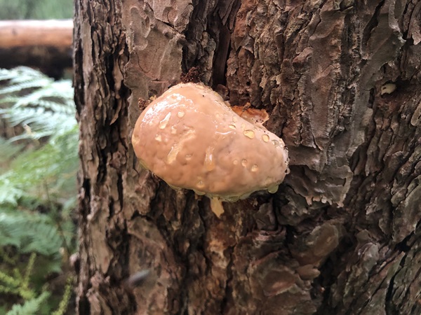 Fomitopsis pinicola en un pino silvestre vivo.