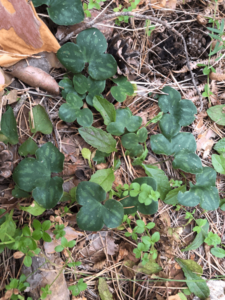 Hepatica nobilis en bosque de pino silvestre