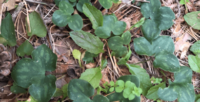 Hepatica nobilis en bosque de pino silvestre