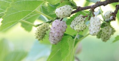 Rama de morus alba o morera blanca con sus frutos, las moras.