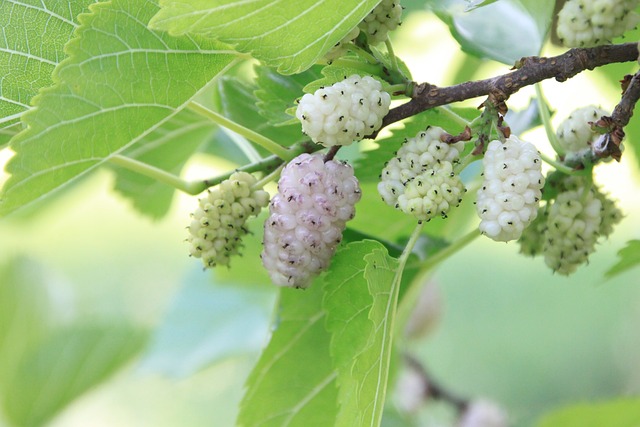 Rama de morus alba o morera blanca con sus frutos, las moras.