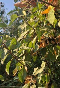 Rhamnus cathartica o espino cerval con frutos maduros.