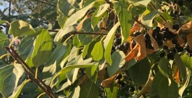 Rhamnus cathartica o espino cerval con frutos maduros.