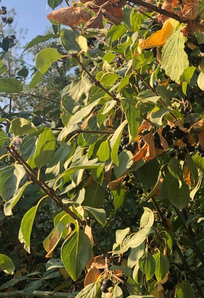 Rhamnus cathartica o espino cerval con frutos maduros.