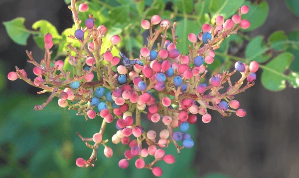 frutos de cornicabra (Pistacia terebinthus)
