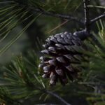 Piña de Pinus sylvestris