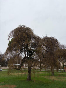 Sophora japonica pendula